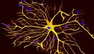Shocking! Researchers find new brain cells in elderly humans