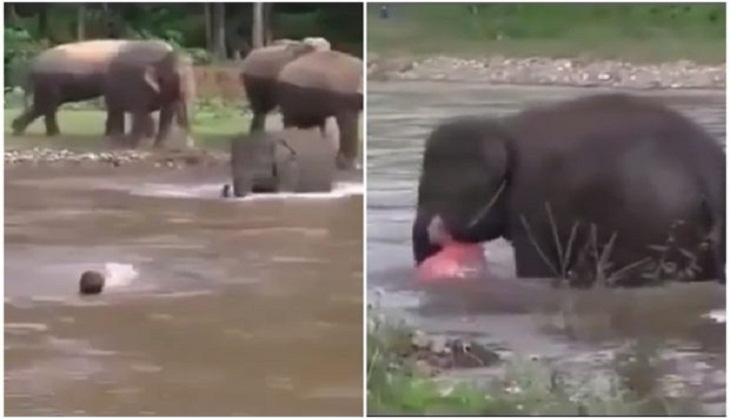 Elephant