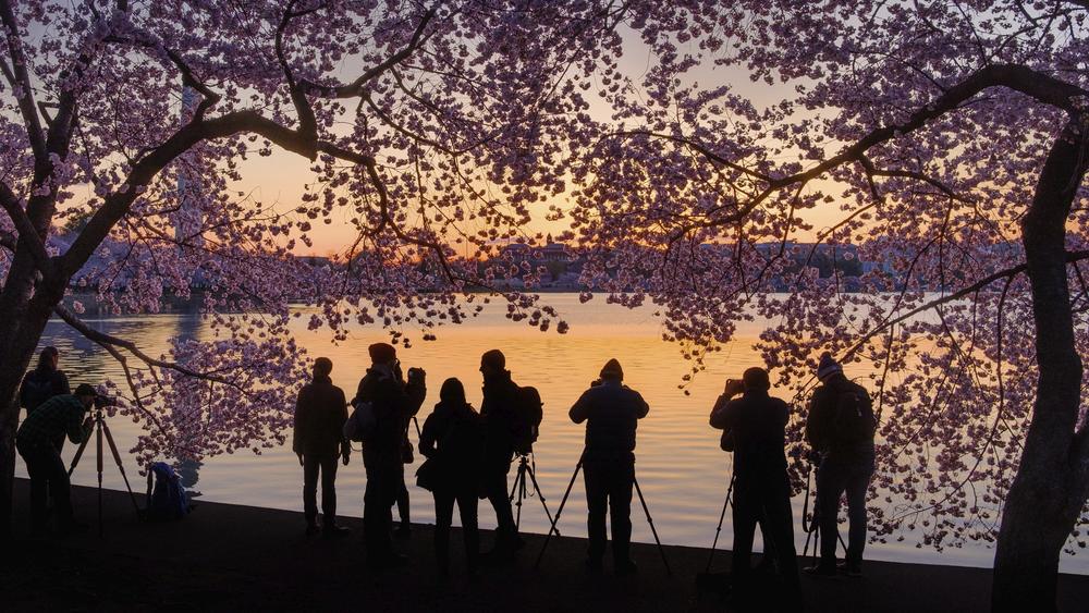 In photos: Enthralling ‪cherry blossom reaches peak bloom in Washington, D.C.‬‬; video inside