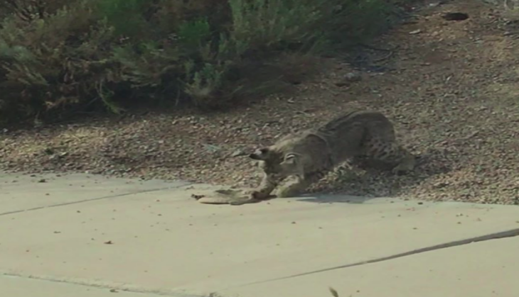 Bobcat fight with Snake