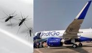 IndiGo passenger complains of mosquitoes in Lucknow-Bengaluru flight, offloaded; he used the word hijack, says airline