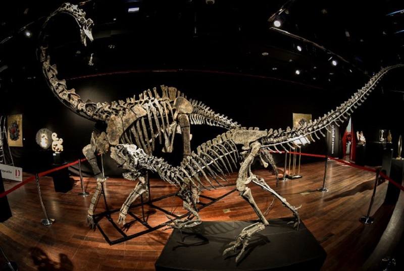 Outsize Dinosaur skeletons up for auction in Paris for $1.4 million