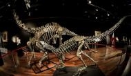 Outsize Dinosaur skeletons up for auction in Paris for $1.4 million