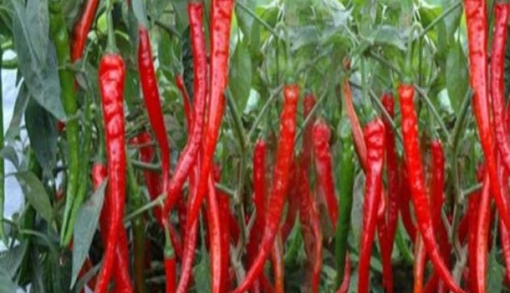 Red Chilli