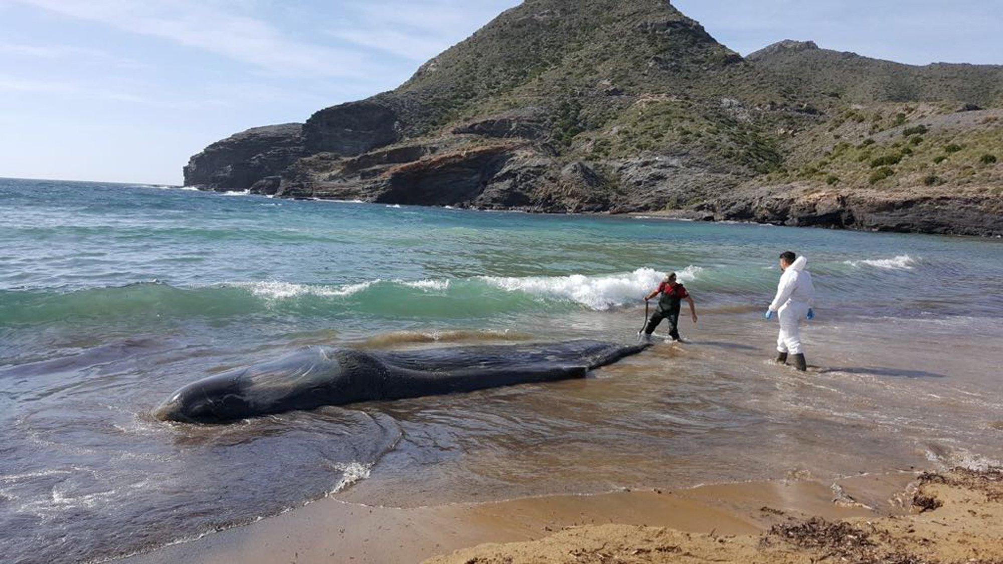 Whoa! 64 Pounds Of Plastic waste found in Dead Sperm Whale's stomach in Spain