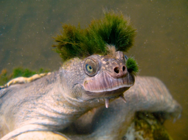 Shocking! Australian Mary River turtle‬ among the last of the Mohicans reptile faces extinction