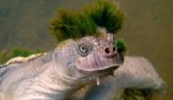 Shocking! Australian Mary River turtle‬ among the last of the Mohicans reptile faces extinction