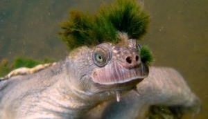 Shocking! Australian Mary River turtle‬ among the last of the Mohicans reptile faces extinction