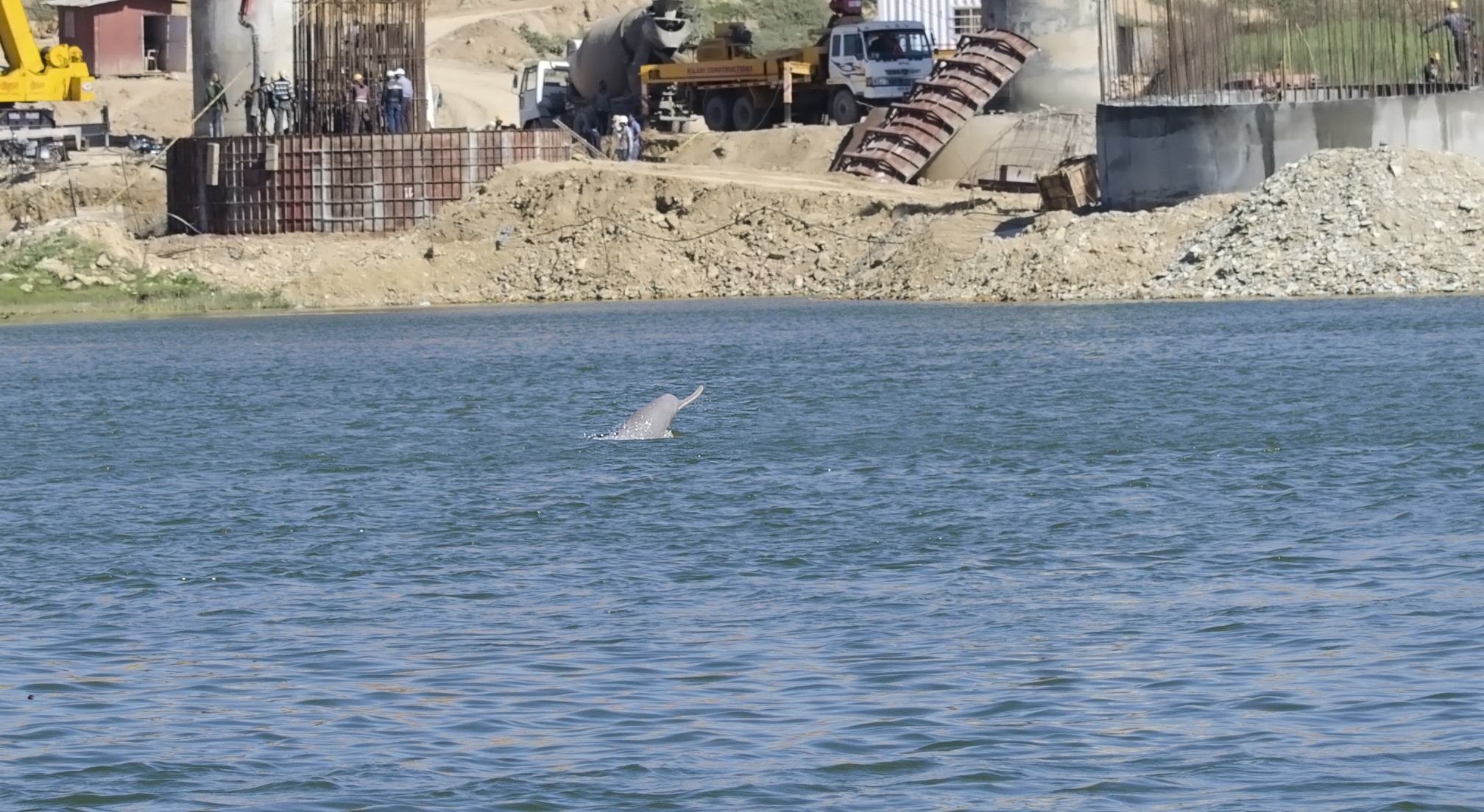 The Tiger of the Ganga
