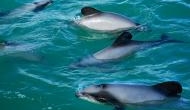 Rarest Footage: Squarecut Dolphin filmed giving birth to baby calf 
