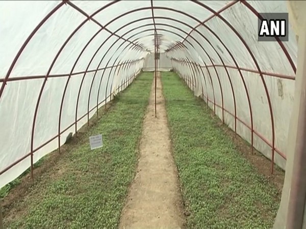 Jammu and Kashmir government introduces kitchen garden