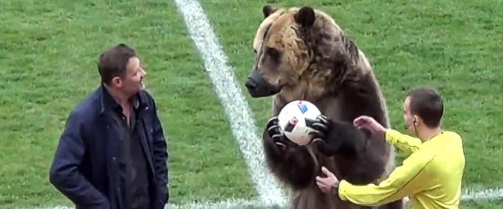 Watch: Bear claps and passes ball during a soccer match in Russia, criticised on social media