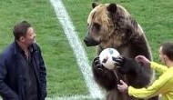 Watch: Bear claps and passes ball during a soccer match in Russia, criticised on social media
