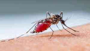 UP: Ghaziabad reports 11 new cases of dengue