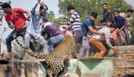 How to contain human-big cat conflict: Here's a new report