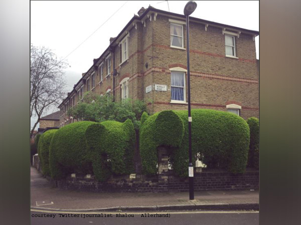 Interesting! London-based man raises money for charity by shaping hedges into elephants