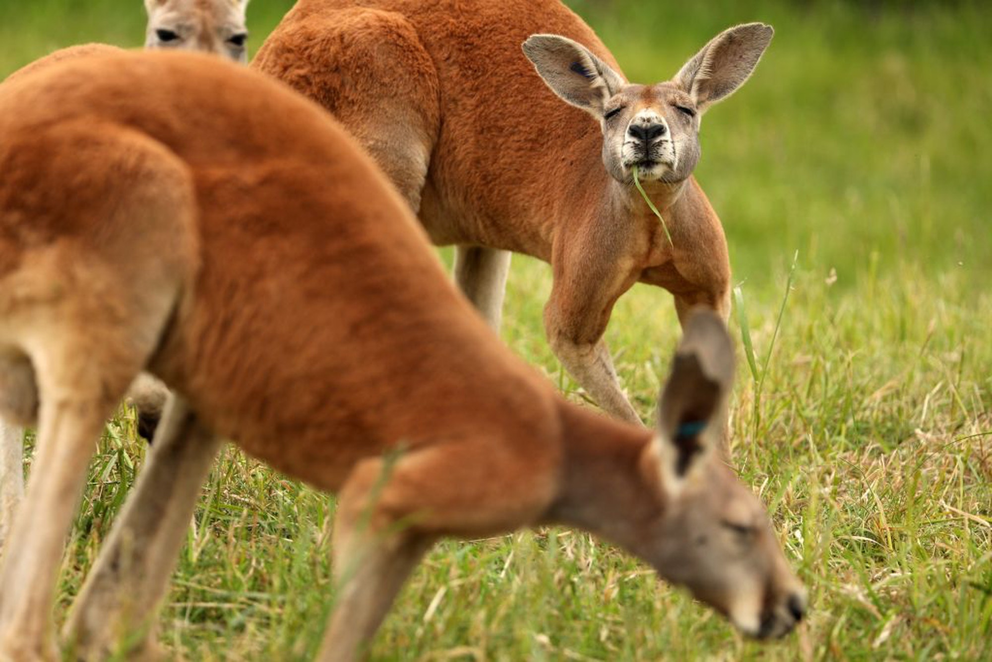 Shocking: A female Kangaroo dies in Chinese zoo because of massive bleeding after visitors pelt rocks to make it hop