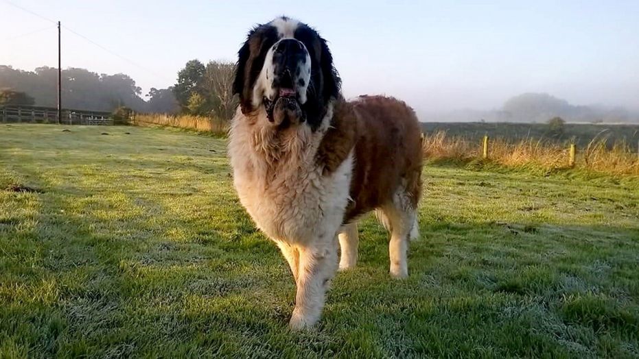 Dog with cancer rush to hospital, turns out it was four teddy bears it ate 
