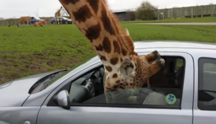 Giraffe