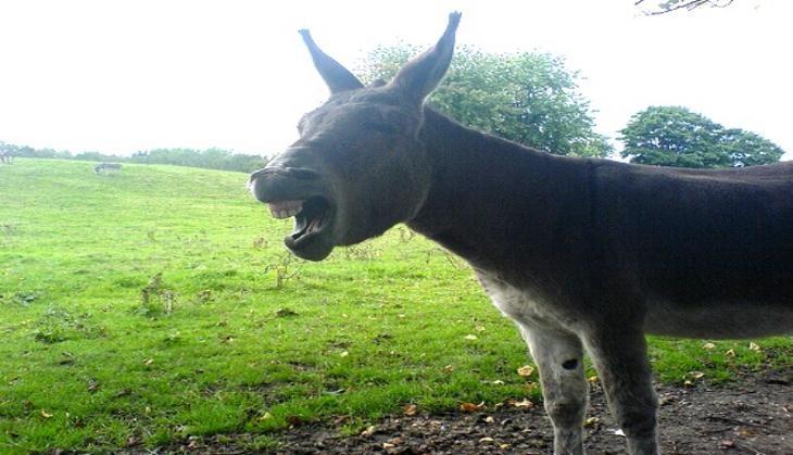 Donkey