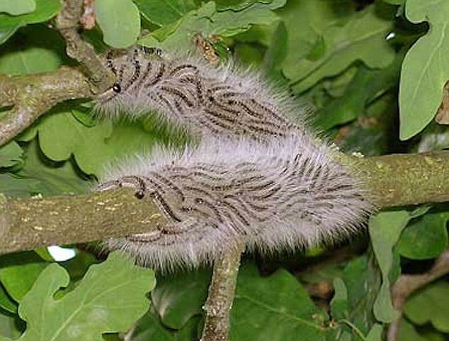 Toxic Oak processionary moth hits London causing fatal asthma attacks and skin rashes