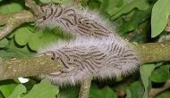Toxic Oak processionary moth hits London causing fatal asthma attacks and skin rashes