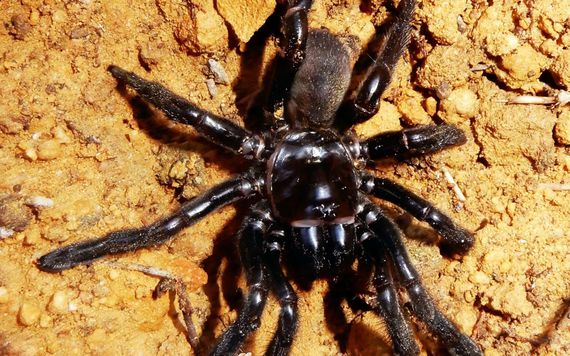 World's oldest known spider 'Number 16' dies at 43 in Australia after a wasp sting