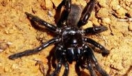 World's oldest known spider 'Number 16' dies at 43 in Australia after a wasp sting