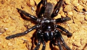 World's oldest known spider 'Number 16' dies at 43 in Australia after a wasp sting