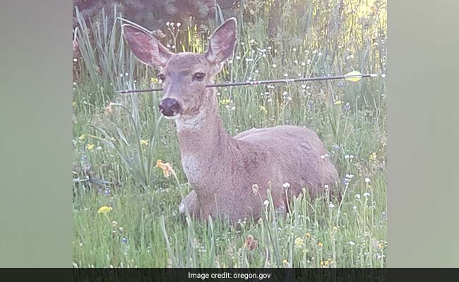 Dead Deer Walking: Have you seen pics of these 'miraculously' alive deers with arrow across the face