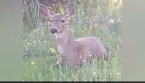 Dead Deer Walking: Have you seen pics of these 'miraculously' alive deers with arrow across the face