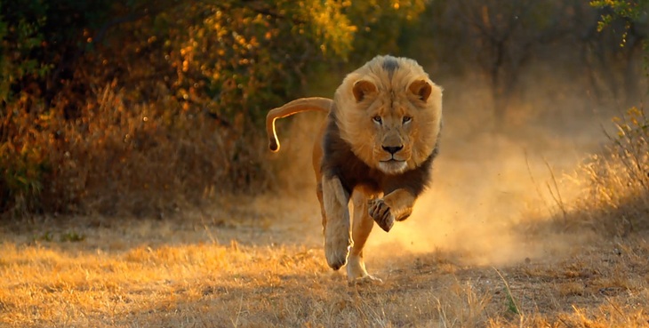 Shocking video: Safari park owner in South Africa attacked by lion