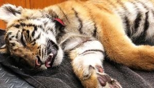 Officials at US-Mexico border foil bid to smuggle 4-month-old tiger cub in gym bag to America