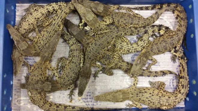 50 live crocodile illegally imported from Malaysia caught at London airport