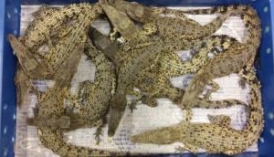 50 live crocodile illegally imported from Malaysia caught at London airport