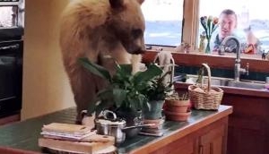 Watch video: Hungry Bear breaks into house, munches some snacks and fruits in Northern California
