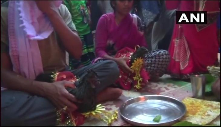 Rooster Marriage