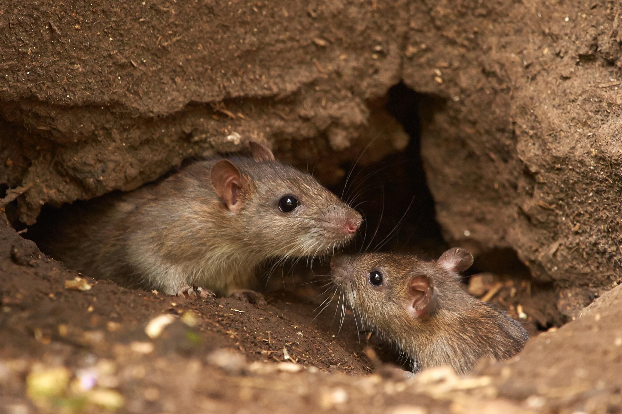 After COVID-19, Hantavirus claims one life in China; netizens go berserk