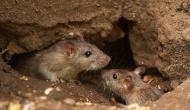 This is how South Georgia got rid of its rats to preserve its birds, a lesson India can learn from