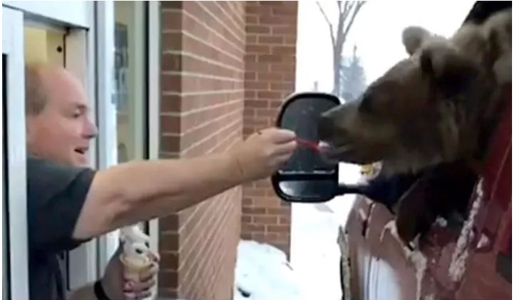Viral video of a bear having ice cream in drive-thru restaurant