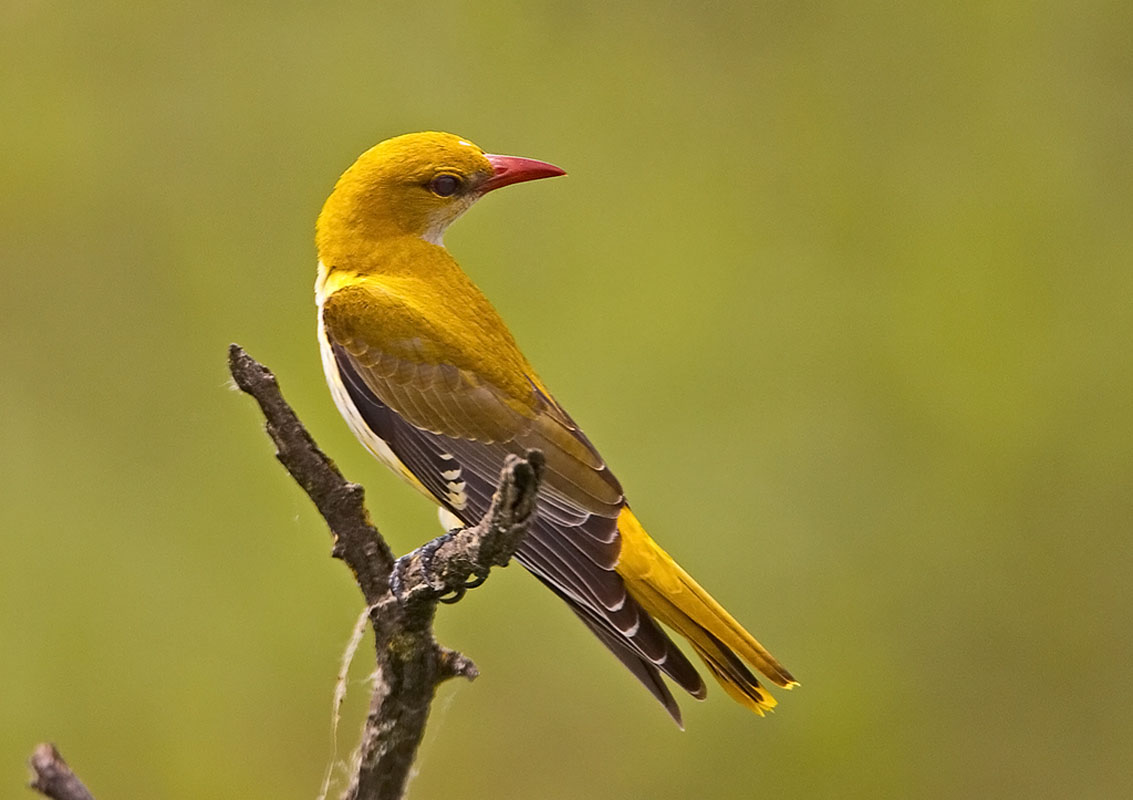 World Migratory Bird Day; A Clarion Call for Conservation