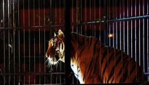 When a real tiger showed up at Florida school's jungle-themed prom, video inside