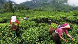 Darjeeling tea faces climate risk