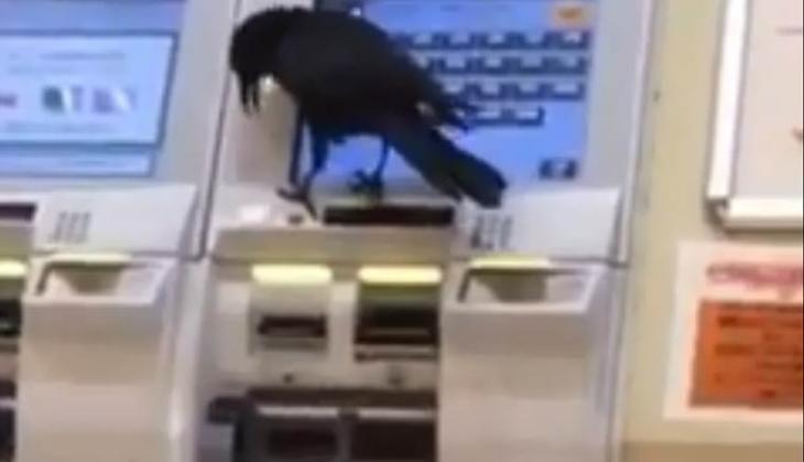 Crow