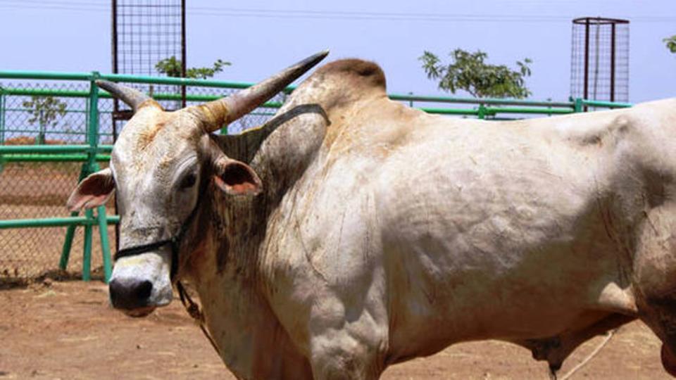 Bharat Bandh: RJD MLA took out protest on a bullock cart; this is what happened after seeing red when one bull went berserk