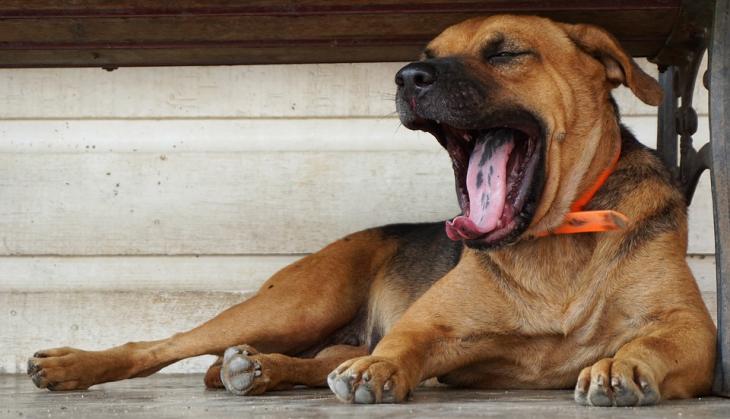 Shocking! Two men allegedly raped dog, tied to scooter and dragged on Ghaziabad street; dies