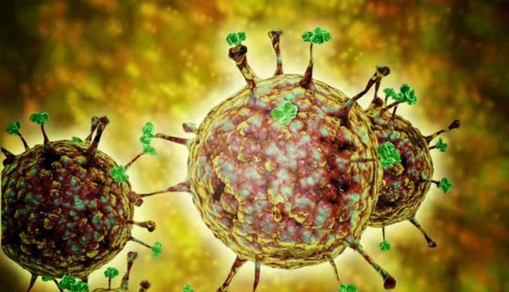 nipah virus