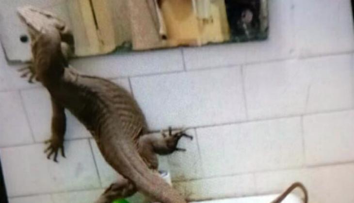 Monitor Lizard