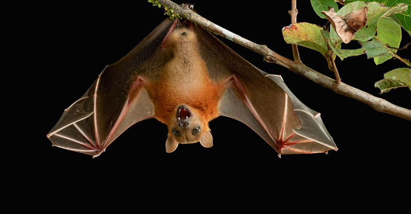 Nipah Virus in Kerala: Death toll rises to 11 in India; from symptoms to precautions, here's all you need to know