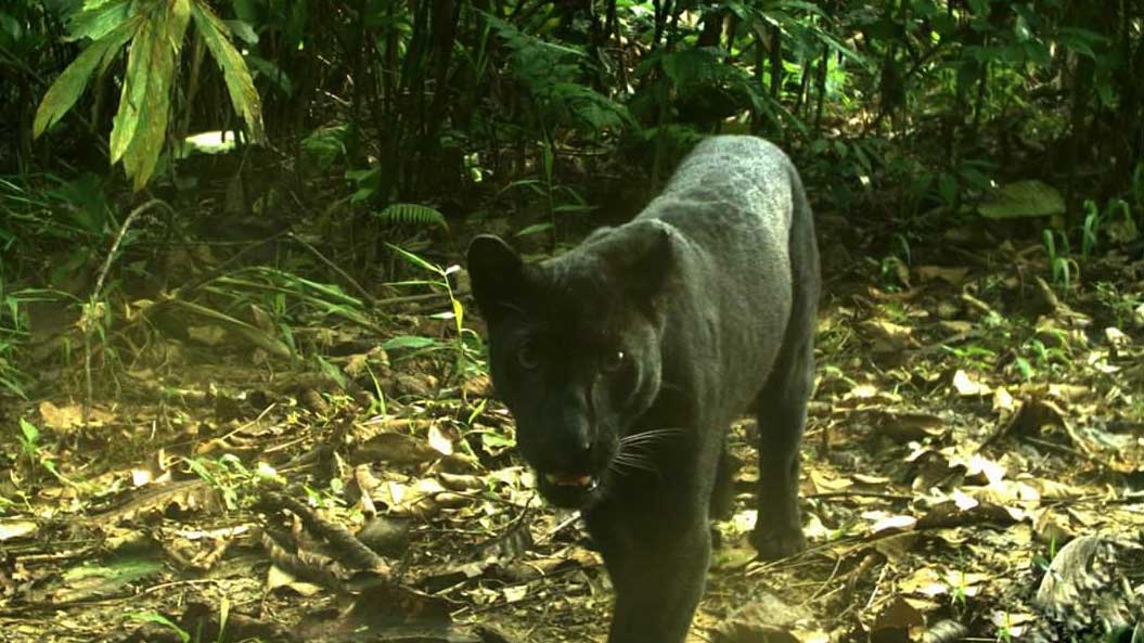 Maharashtra: Panic after panther spotted at Korum shopping mall, then hotel basement in Thane